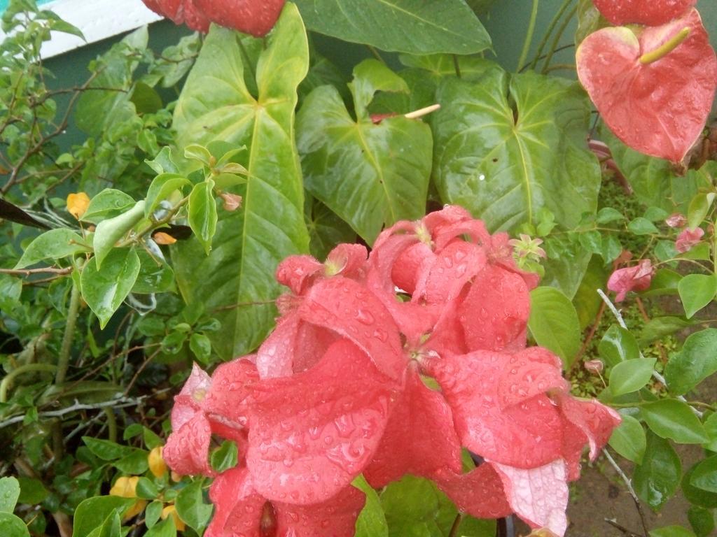 Little Pink House Apartment Mirissa Bagian luar foto