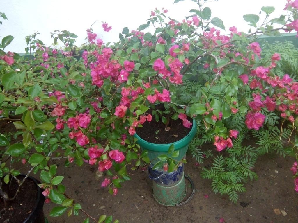 Little Pink House Apartment Mirissa Bagian luar foto